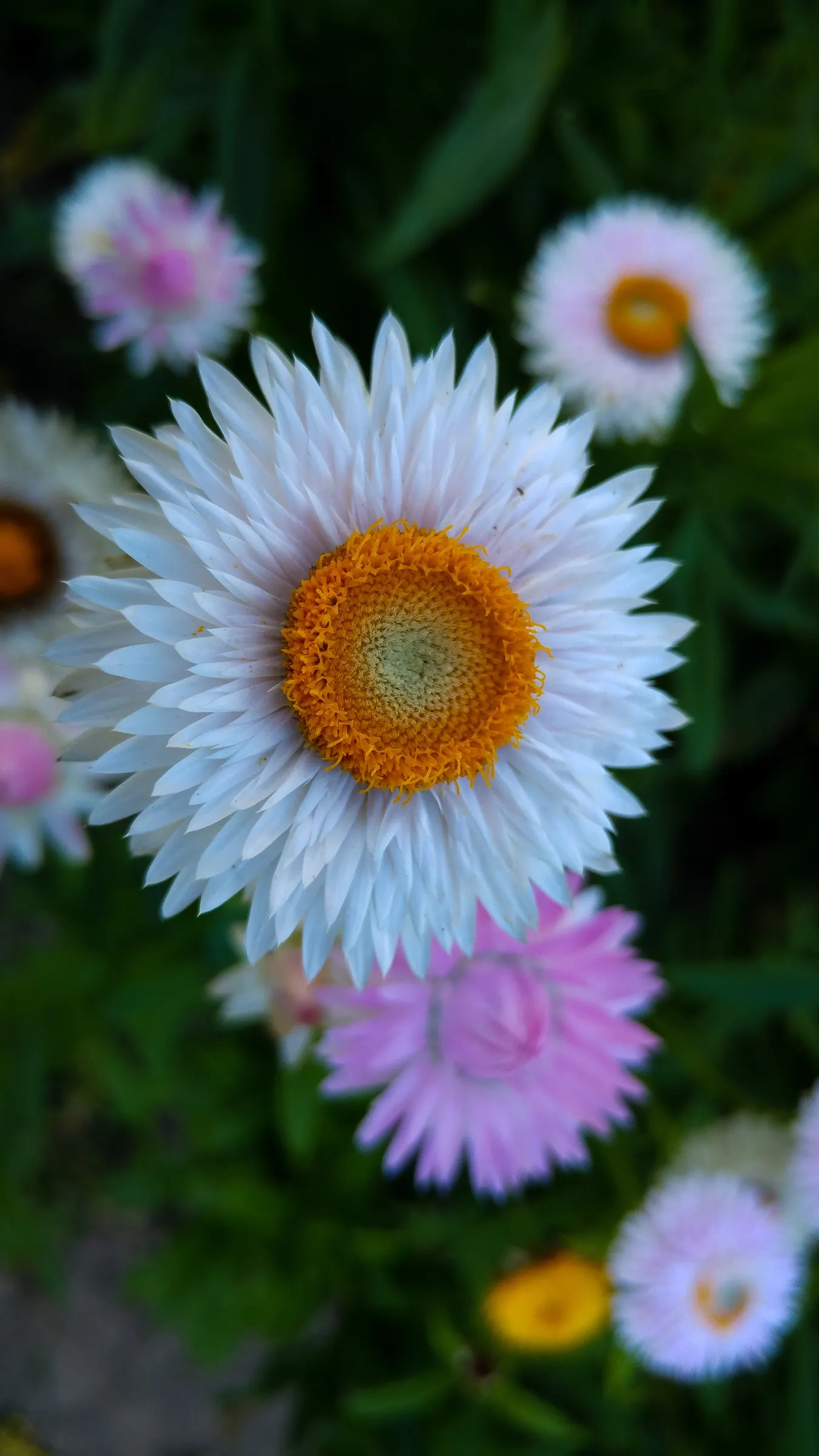 Annual Strawflower, Everlasting (Helichrysum Bracteatum) — Strawflowers prefer well-draining soil and can tolerate drought; its drought tolerance, image 90
