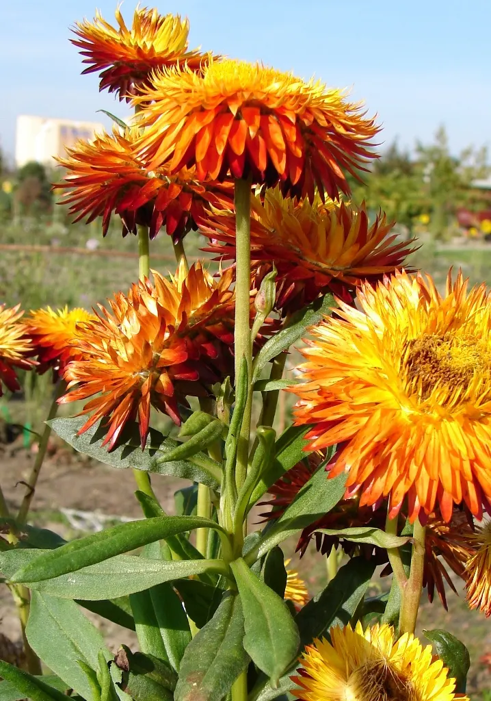 Annual Strawflower, Everlasting (Helichrysum Bracteatum) — offering a prolonged display of cheerfulness.<br><br>For optimal growth; strawflowers prefer