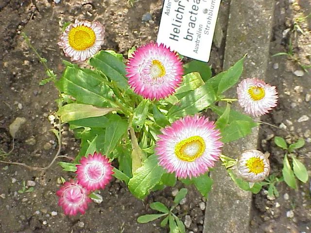 Annual Strawflower, Everlasting (Helichrysum Bracteatum) — Ideal for full sun, it thrives in well-drained soil, reaching heights of 2-3 feet