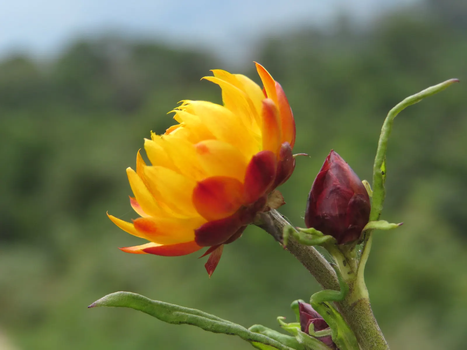 Annual Strawflower, Everlasting (Helichrysum Bracteatum) — make it superb for cut-flower arrangements; annual with multi-colored and yellow blooms