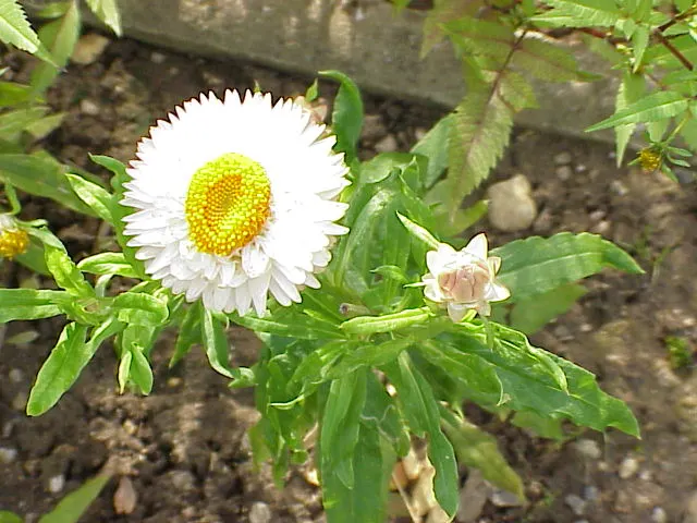 Annual Strawflower, Everlasting (Helichrysum Bracteatum) — These plants typically reach between 2 to 3 feet in height and spread about 1 foot; offering a