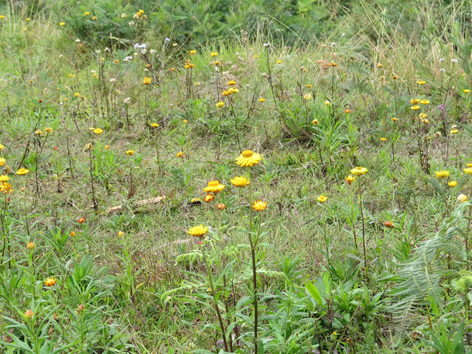 Annual Strawflower, Everlasting (Helichrysum Bracteatum) — annual with multi-colored and yellow blooms; their flowering season extends from early, image 77