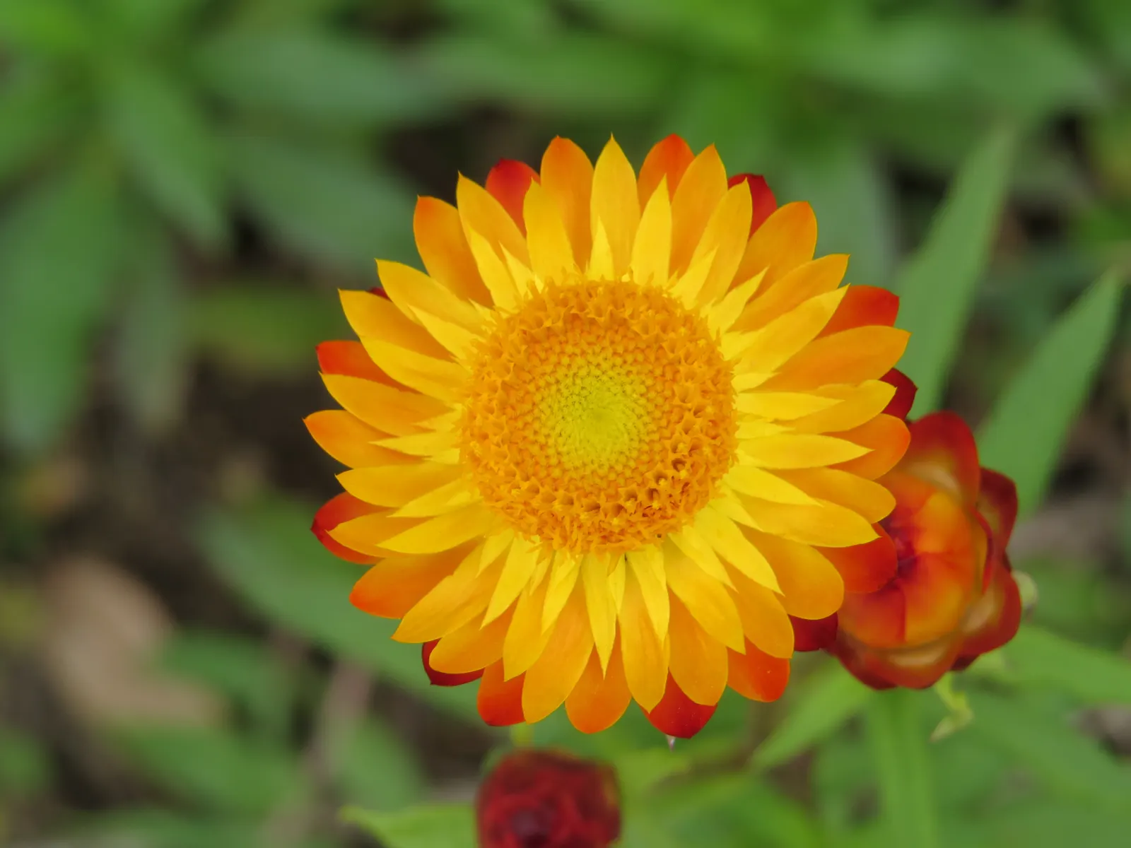 Annual Strawflower, Everlasting (Helichrysum Bracteatum) — This annual is celebrated for its plethora of papery; commonly known as the Strawflower, image 60