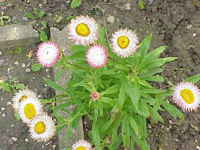 Annual Strawflower, Everlasting (Helichrysum Bracteatum) — is a vibrant and showy plant that adds a burst of color and texture to any garden scape; they are