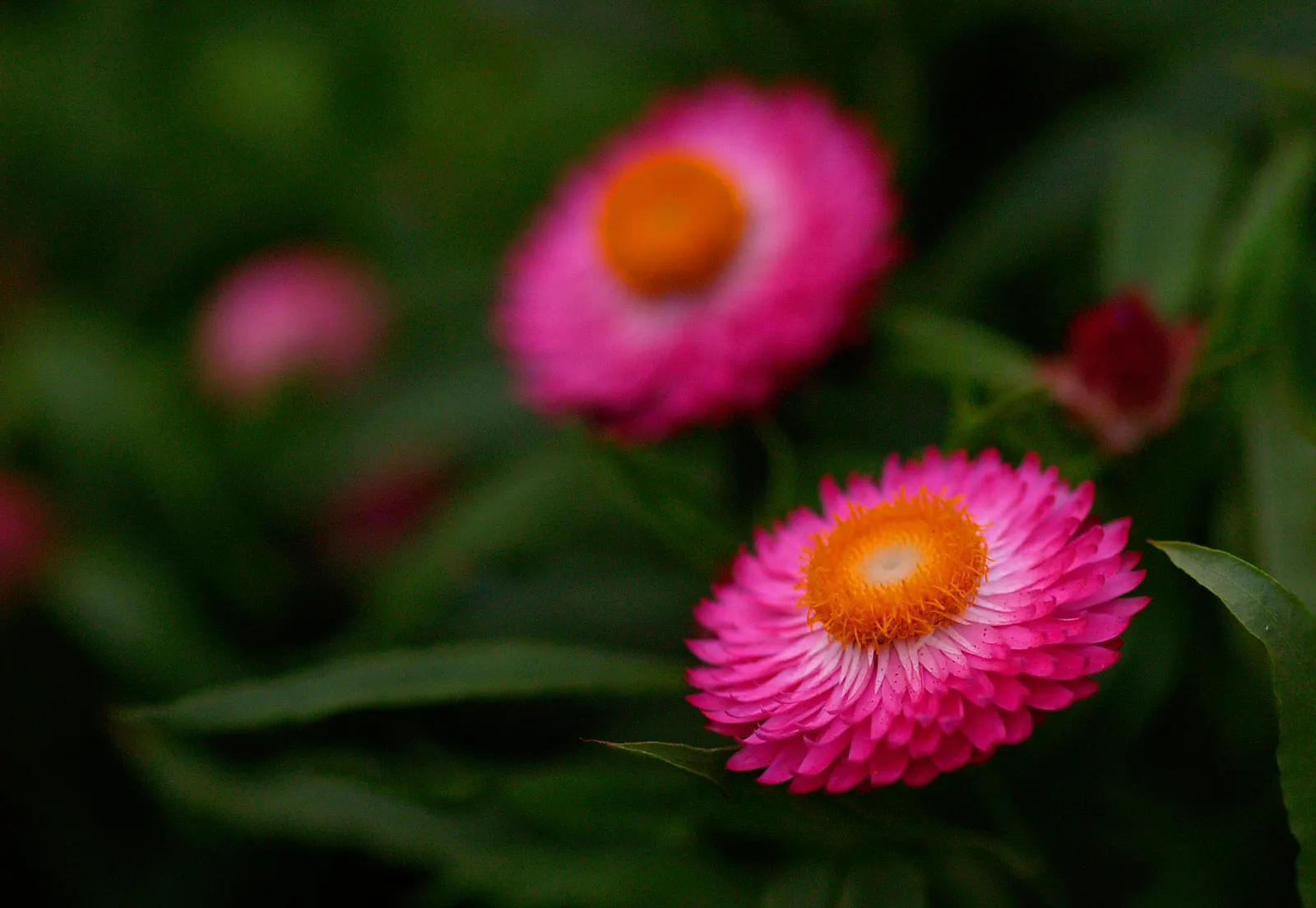 Annual Strawflower, Everlasting (Helichrysum Bracteatum) — The straw-like petals retain their color and shape when dried; providing a mid-level, image 88