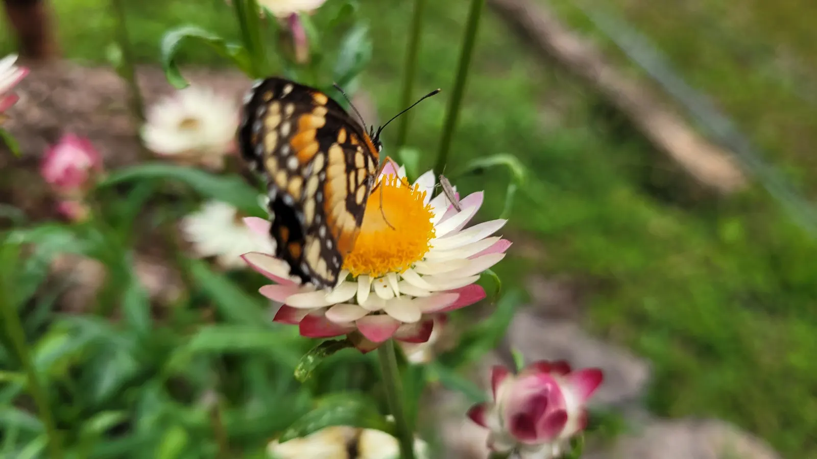 Annual Strawflower, Everlasting (Helichrysum Bracteatum) — This annual is celebrated for its plethora of papery; commonly known as the Strawflower, image 86