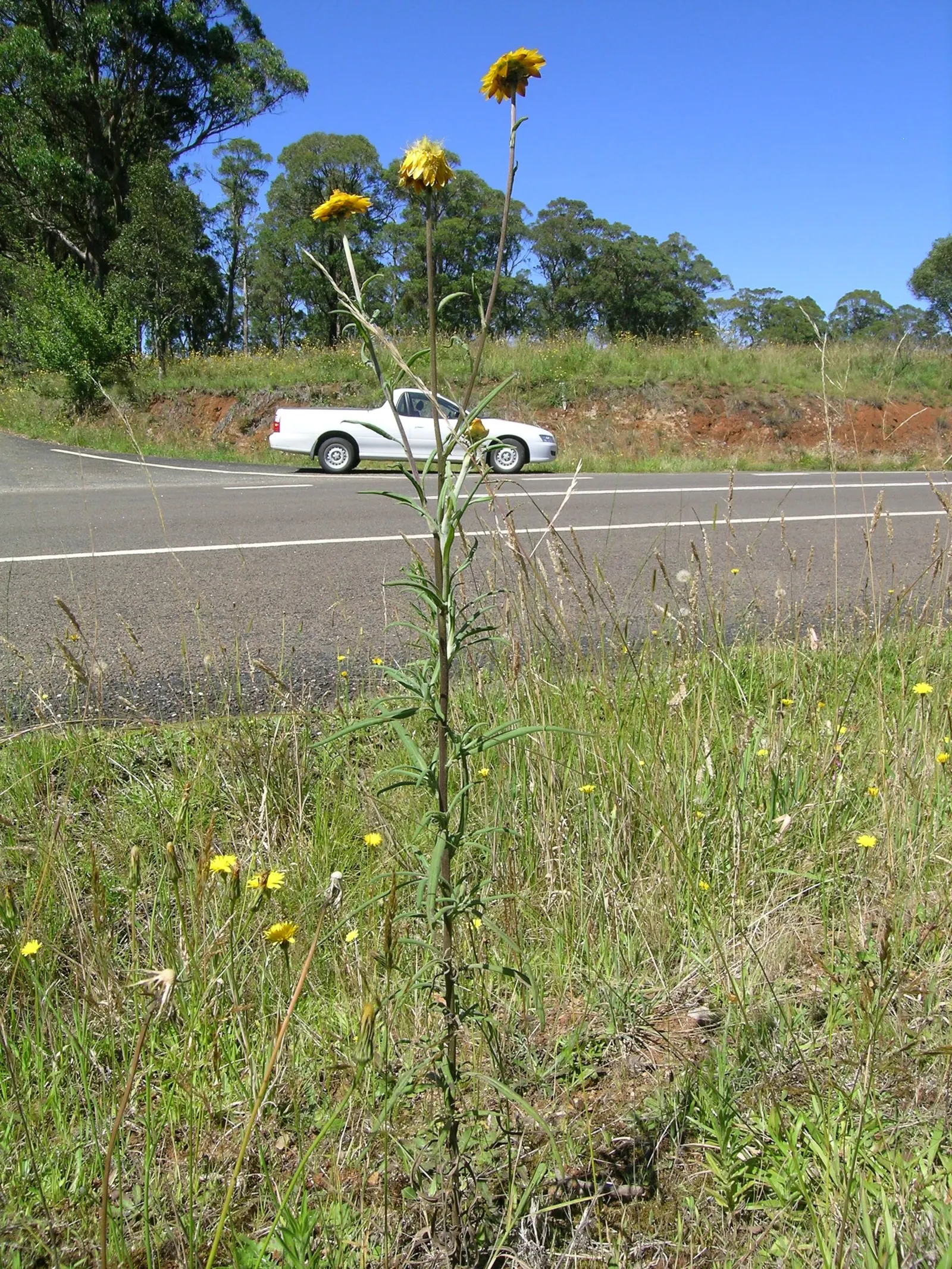 Annual Strawflower, Everlasting (Helichrysum Bracteatum) — These plants typically reach between 2 to 3 feet in height and spread about 1 foot, image 92
