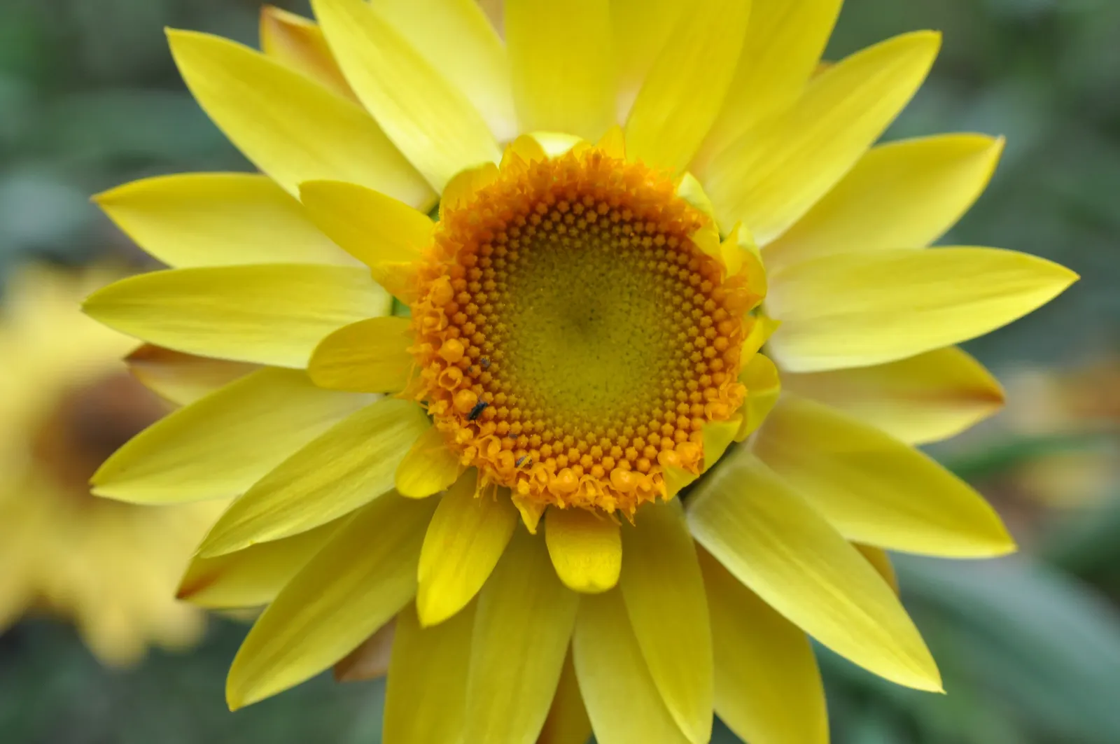 Annual Strawflower, Everlasting (Helichrysum Bracteatum) — Deadheading encourages continuous blooming, enhancing beds, borders, and containers from, image 57