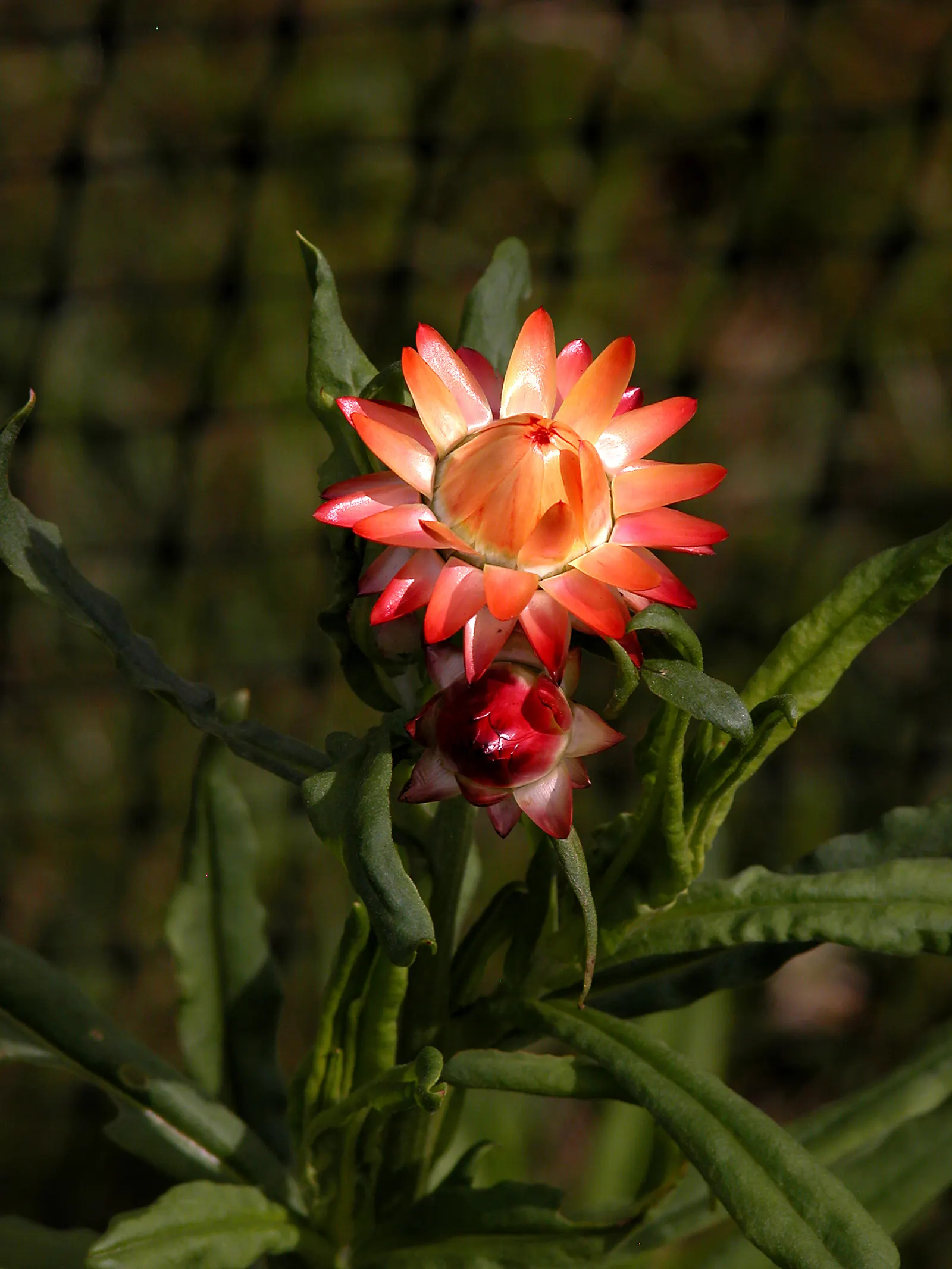 Annual Strawflower, Everlasting (Helichrysum Bracteatum) — the Strawflower should be planted in zones 8 to 11