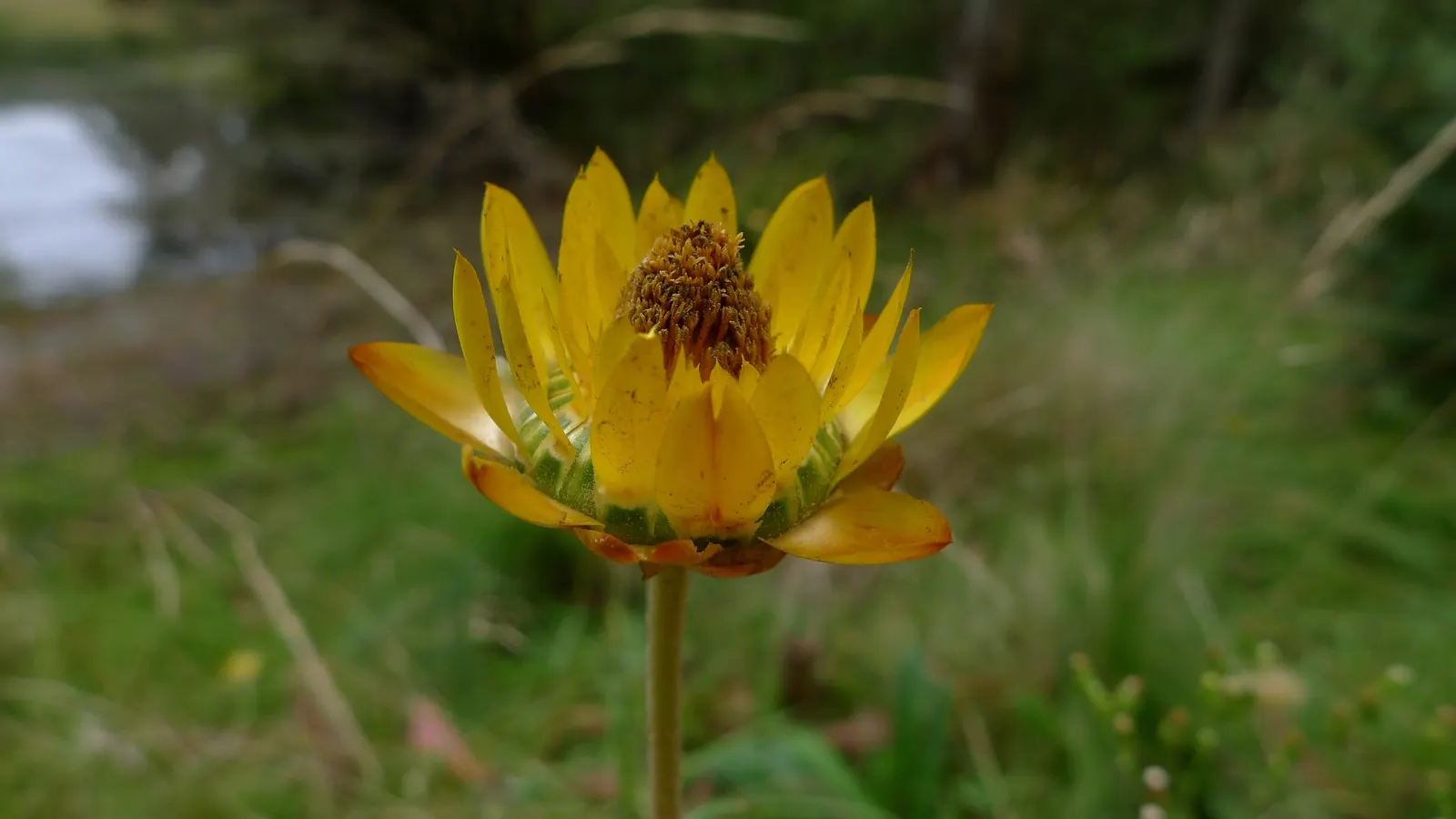 Annual Strawflower, Everlasting (Helichrysum Bracteatum) — from live garden vibrancy to everlasting dried arrangements; be sure to accent the ease, image 74