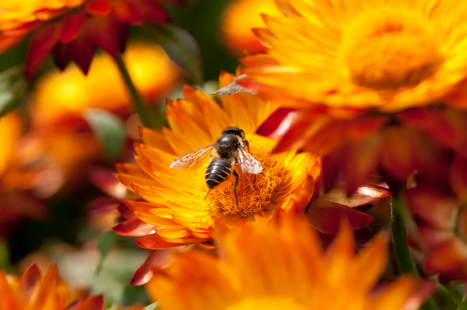 Annual Strawflower, Everlasting (Helichrysum Bracteatum) — they are suitable for both novice and experienced gardeners