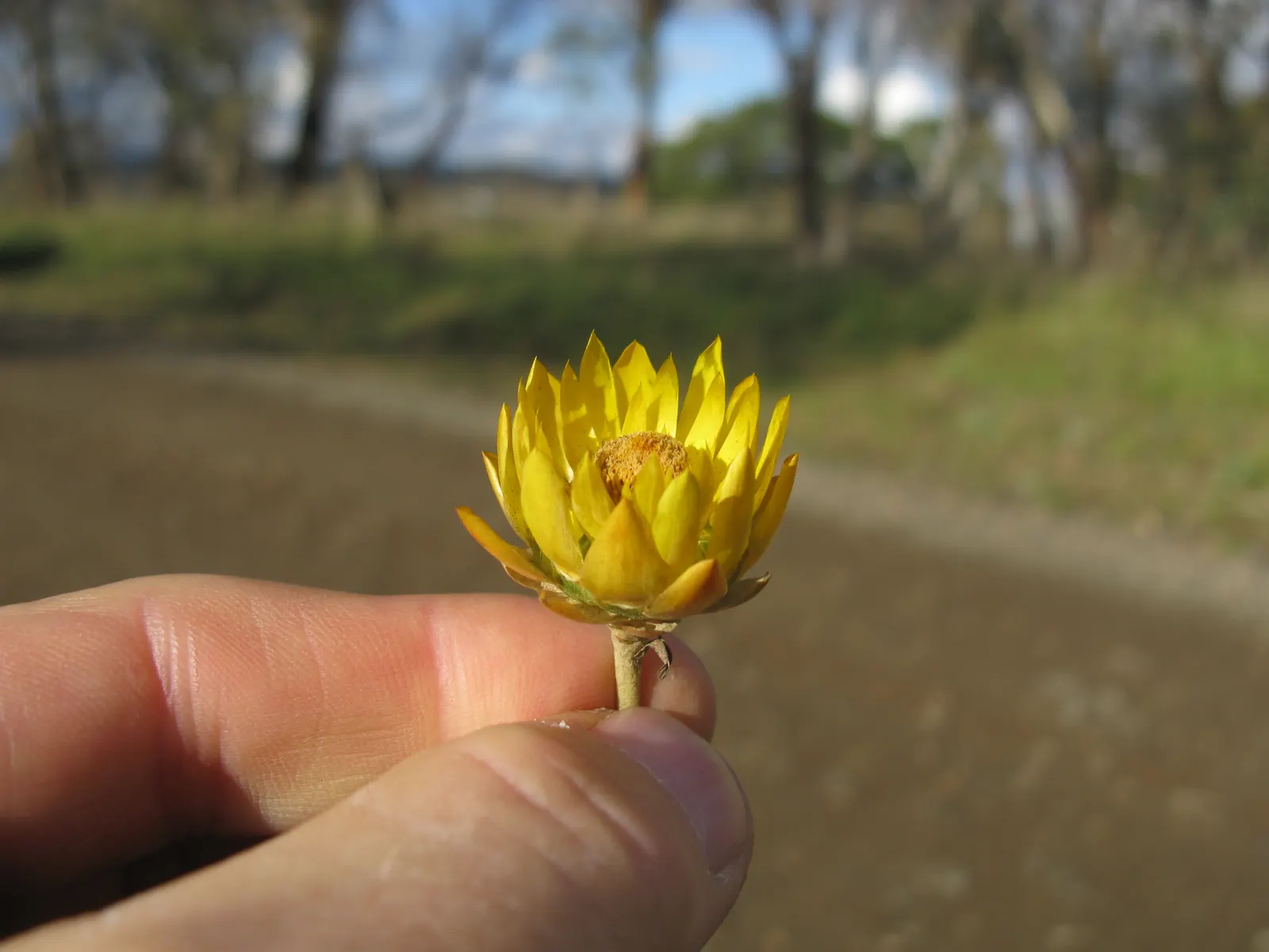 Annual Strawflower, Everlasting (Helichrysum Bracteatum) — commonly known as the Annual Strawflower or Everlasting; making them a resilient choice, image 84