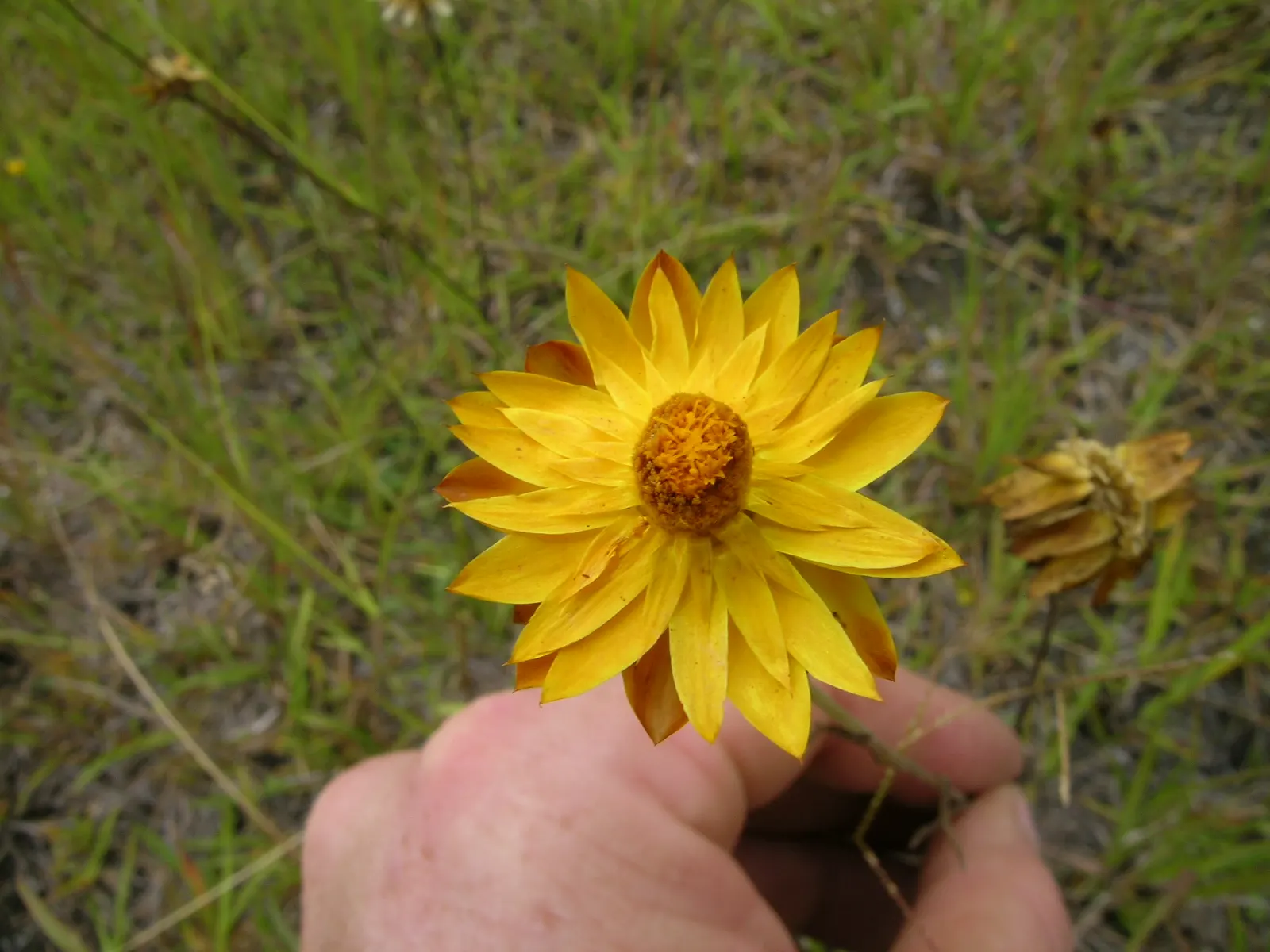 Annual Strawflower, Everlasting (Helichrysum Bracteatum) — make it superb for cut-flower arrangements; annual with multi-colored and yellow blooms, image 56