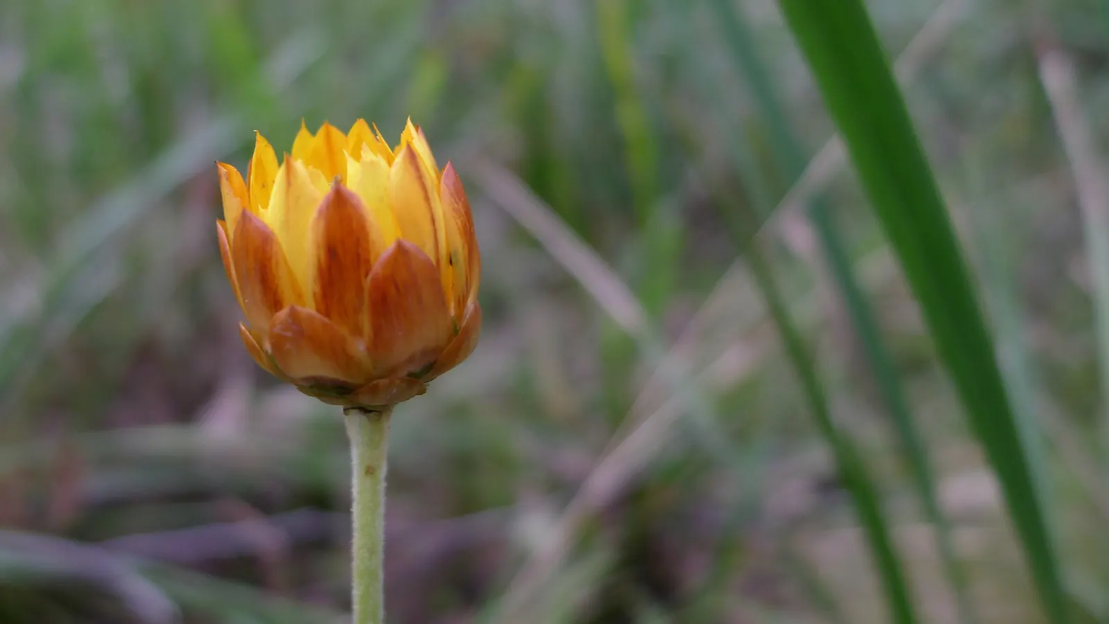 Annual Strawflower, Everlasting (Helichrysum Bracteatum) — make it superb for cut-flower arrangements