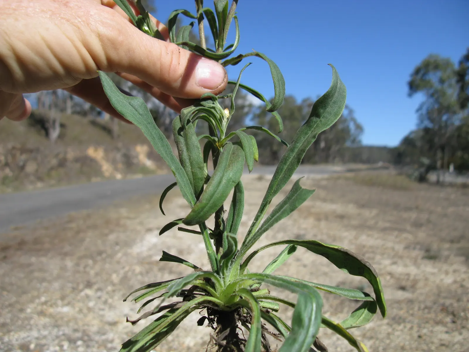 Annual Strawflower, Everlasting (Helichrysum Bracteatum) — The straw-like petals retain their color and shape when dried; providing a mid-level, image 62
