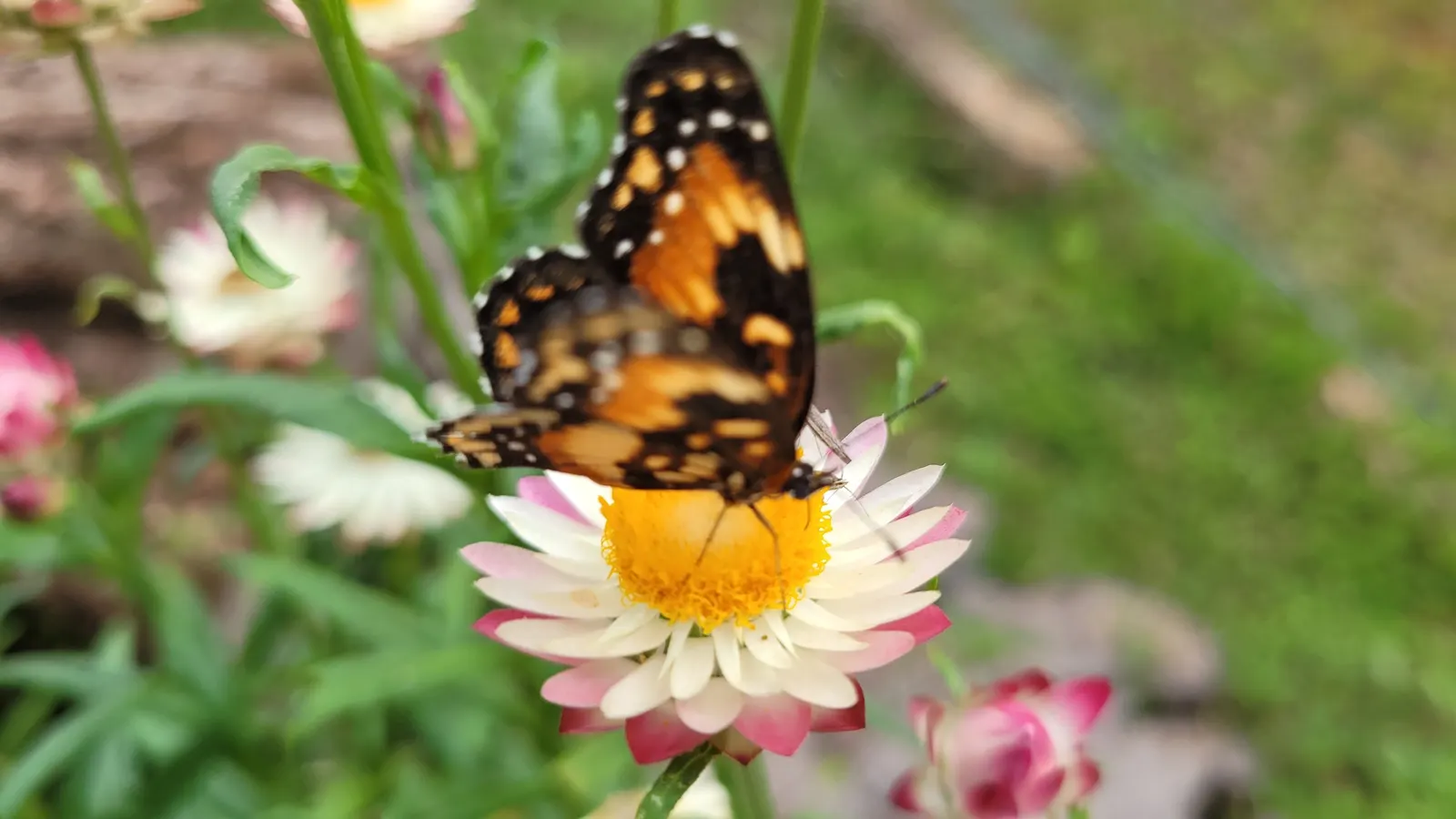 Annual Strawflower, Everlasting (Helichrysum Bracteatum) — offering a prolonged display of cheerfulness.<br><br>For optimal growth; strawflowers, image 69