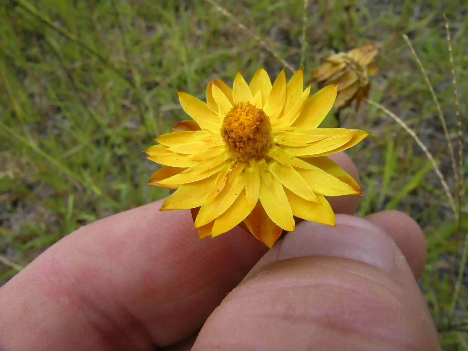 Annual Strawflower, Everlasting (Helichrysum Bracteatum) — be sure to accent the ease of use and the multi-faceted benefits of the Strawflower, image 99