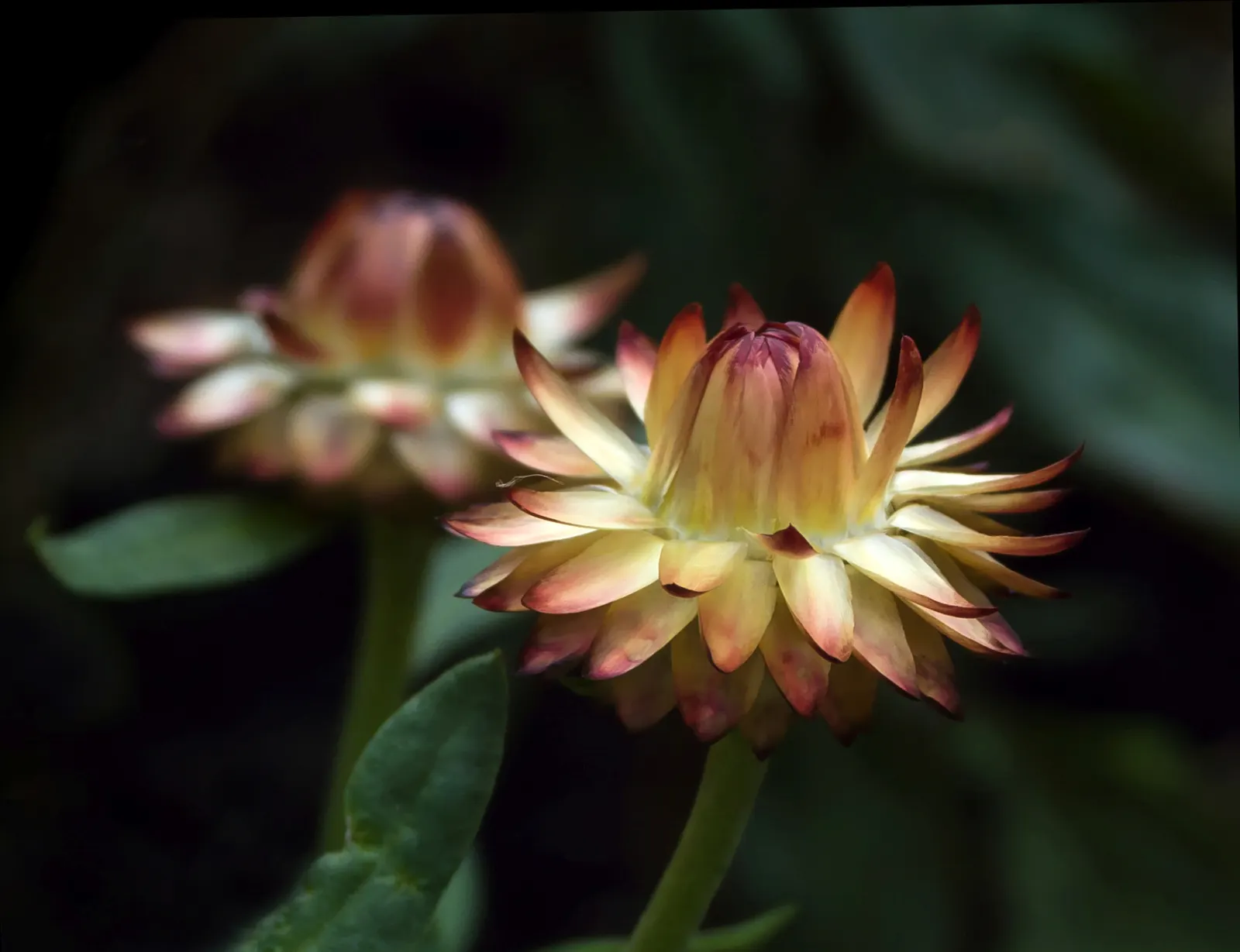 Annual Strawflower, Everlasting (Helichrysum Bracteatum) — making them an excellent choice for long-lasting floral arrangements.<br><br>Thriving in, image 37
