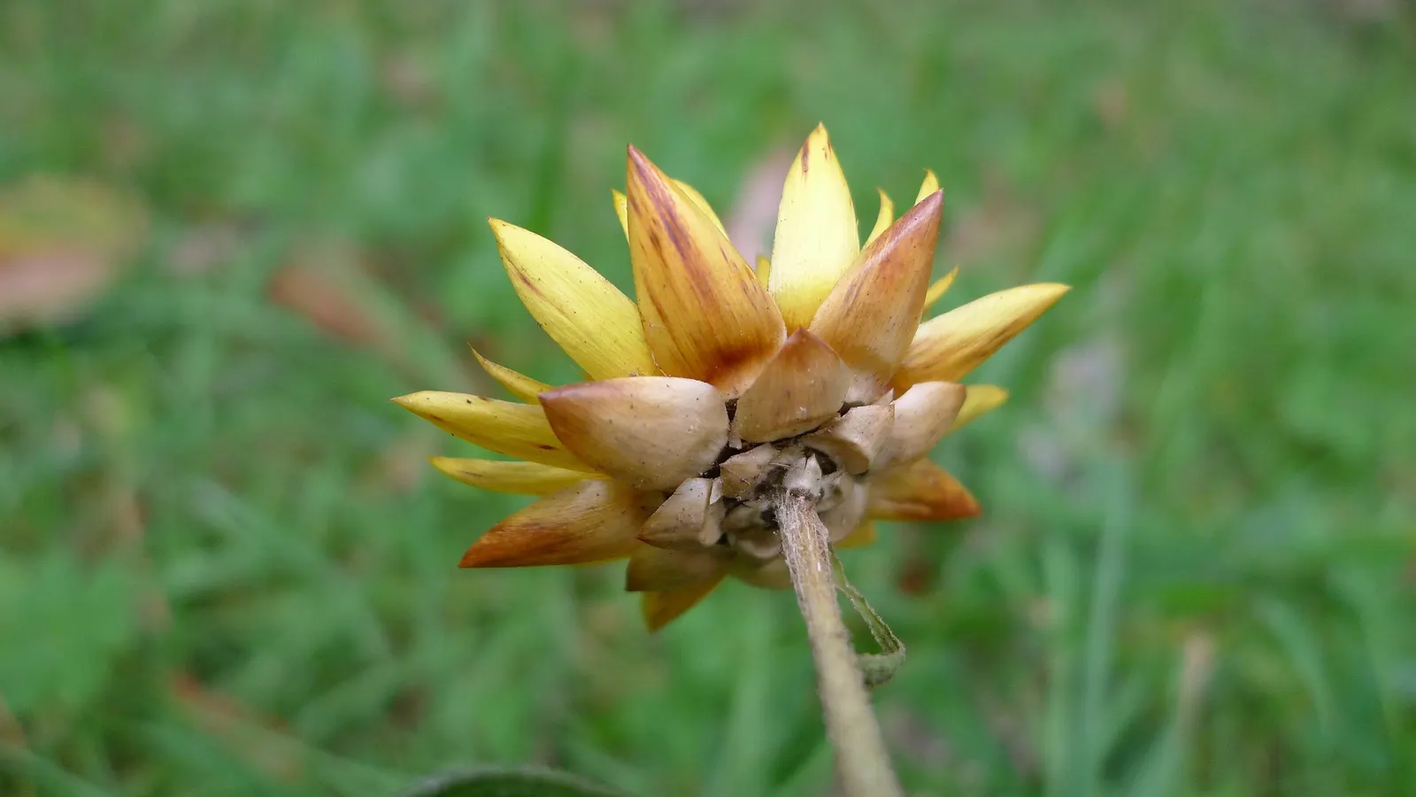Annual Strawflower, Everlasting (Helichrysum Bracteatum) — The straw-like petals retain their color and shape when dried; providing a mid-level layer of visual