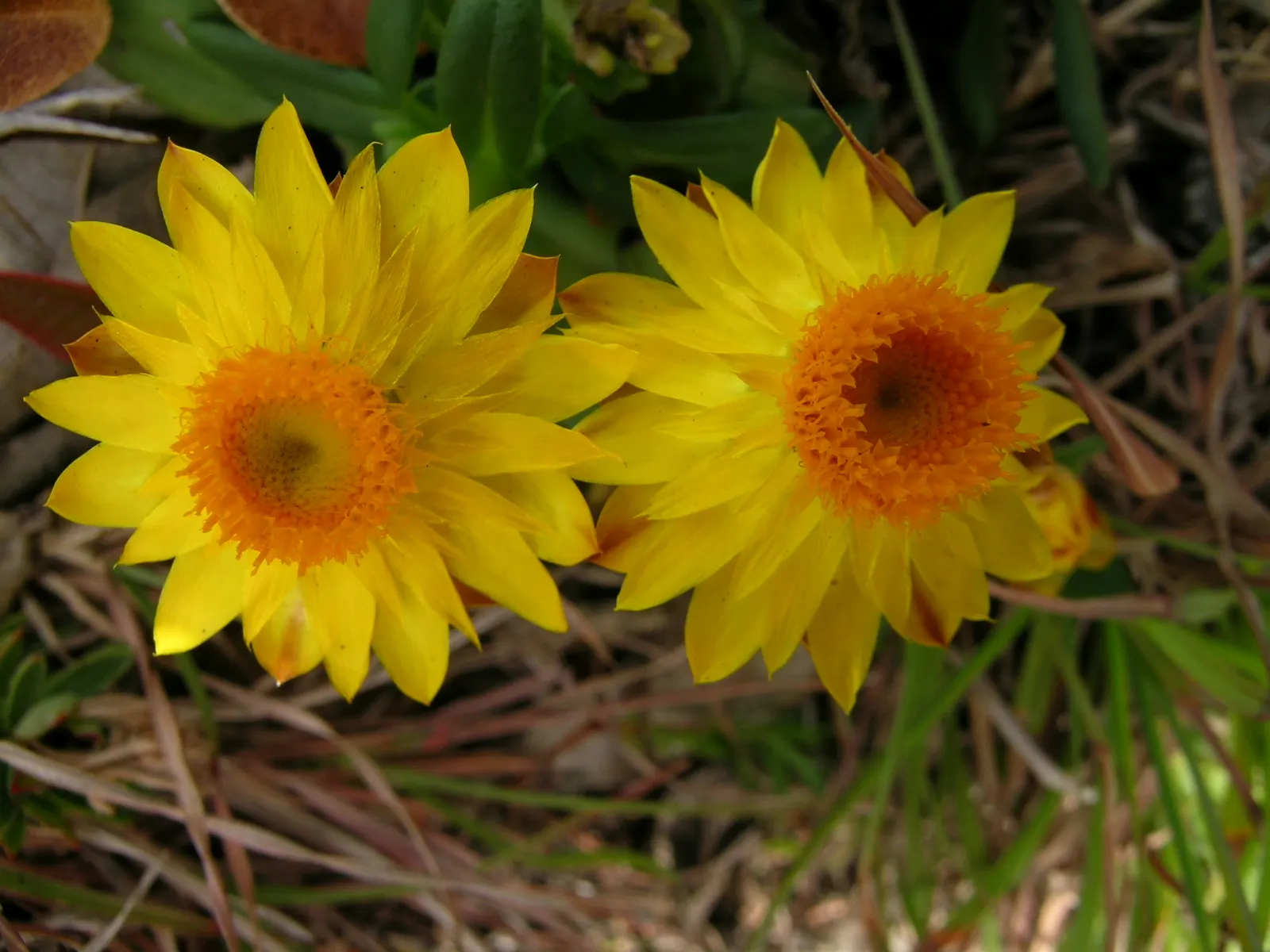 Annual Strawflower, Everlasting (Helichrysum Bracteatum) — multi-colored and yellow flowers in the garden; daisy-like blooms that come in an array of hues such