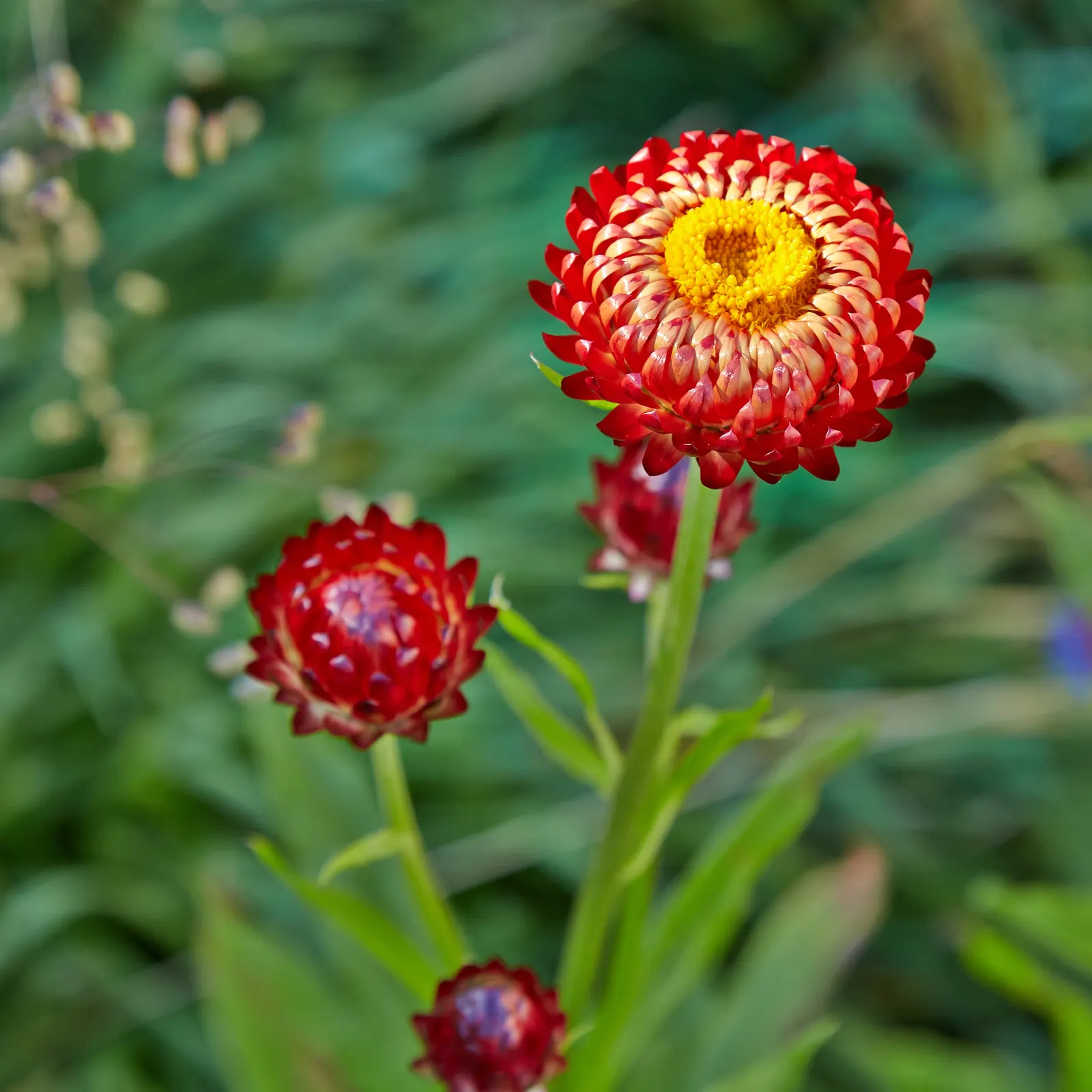 Annual Strawflower, Everlasting (Helichrysum Bracteatum) — Its drought tolerance and long-lasting flowers in shades of red; the Strawflower should be planted