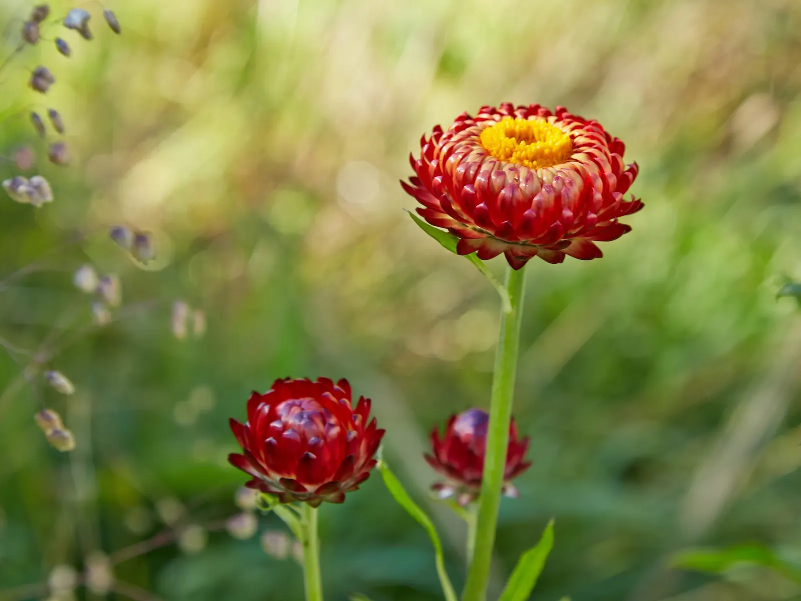 Annual Strawflower, Everlasting (Helichrysum Bracteatum) — annual with multi-colored and yellow blooms