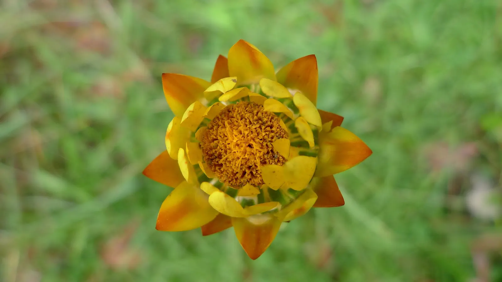 Annual Strawflower, Everlasting (Helichrysum Bracteatum) — is a vibrant and showy plant that adds a burst of color and texture to any garden scape, image 59