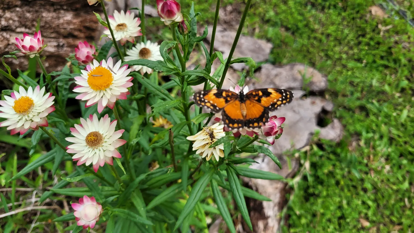 Annual Strawflower, Everlasting (Helichrysum Bracteatum) — they are suitable for both novice and experienced gardeners; is a vibrant and showy, image 98