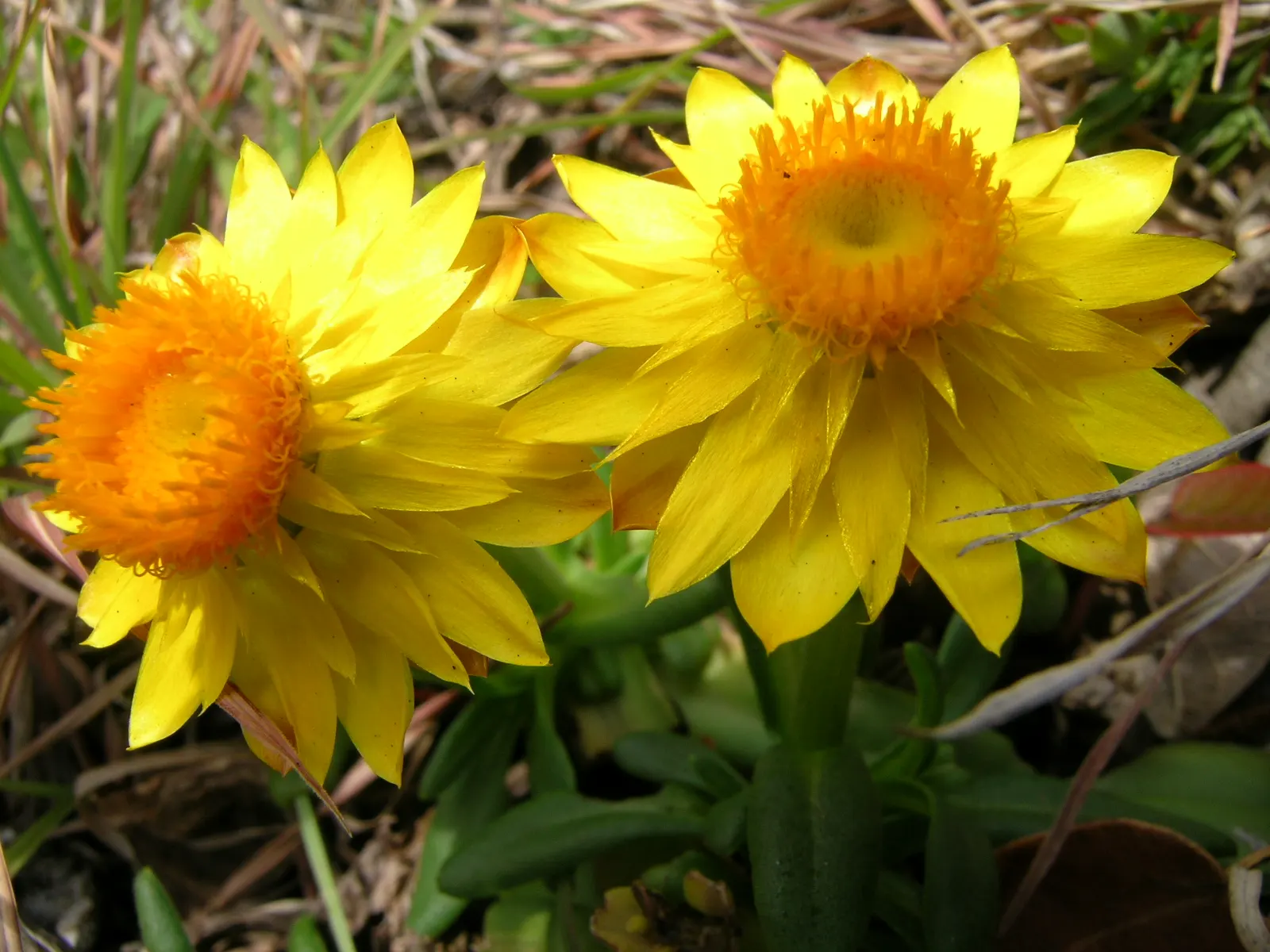 Annual Strawflower, Everlasting (Helichrysum Bracteatum) — Their flowering season extends from early summer into fall; deadheading encourages, image 68
