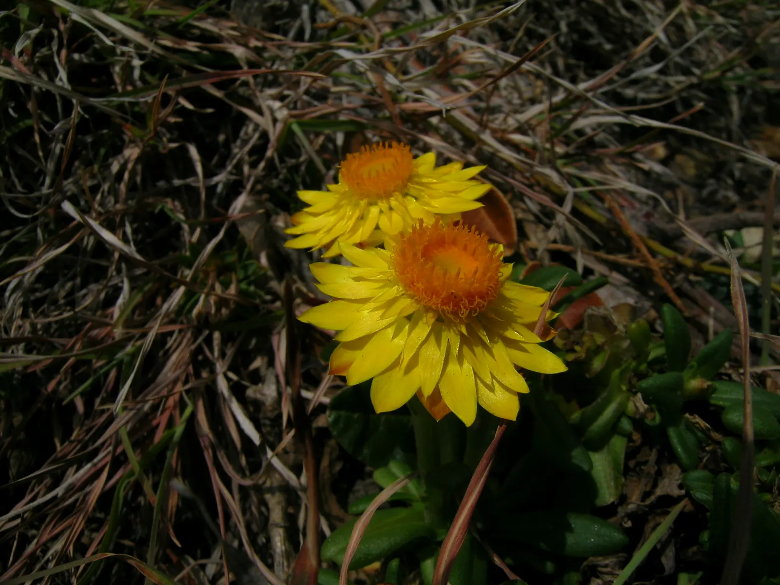 Annual Strawflower, Everlasting (Helichrysum Bracteatum) — annual for full or half; ensuring a durable and flexible gardening investment