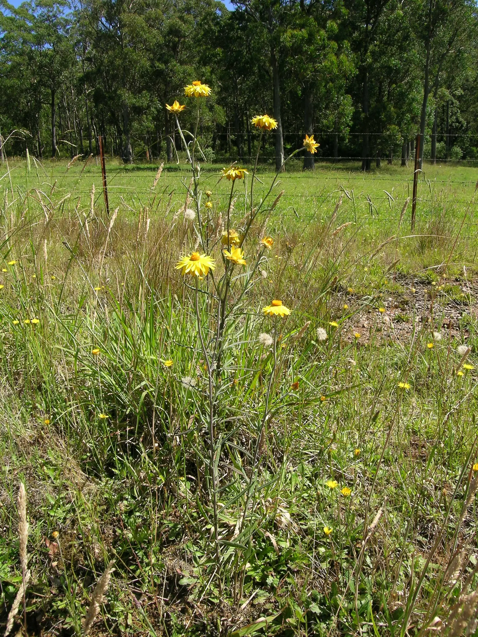 Annual Strawflower, Everlasting (Helichrysum Bracteatum) — These plants typically reach between 2 to 3 feet in height and spread about 1 foot, image 66