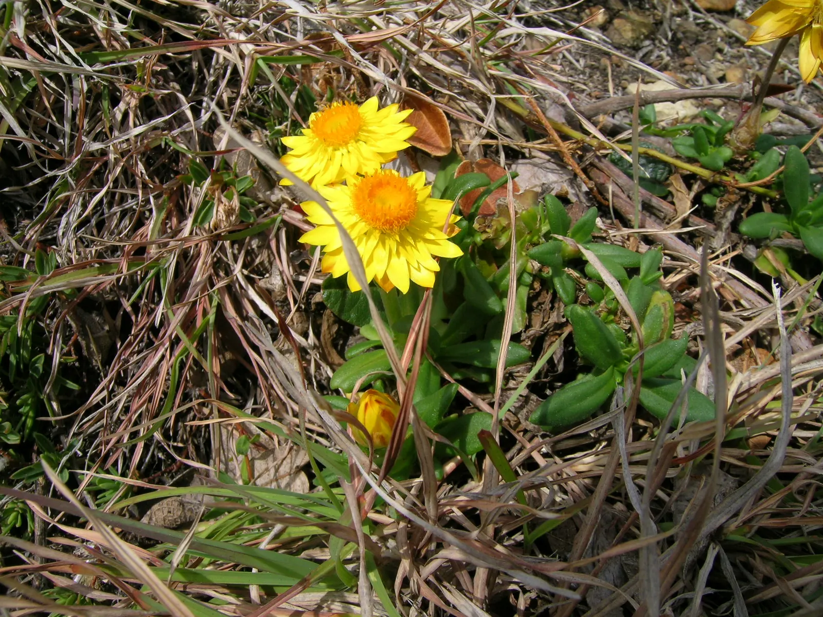 Annual Strawflower, Everlasting (Helichrysum Bracteatum) — the Strawflower should be planted in zones 8 to 11; given their hardiness and low, image 70