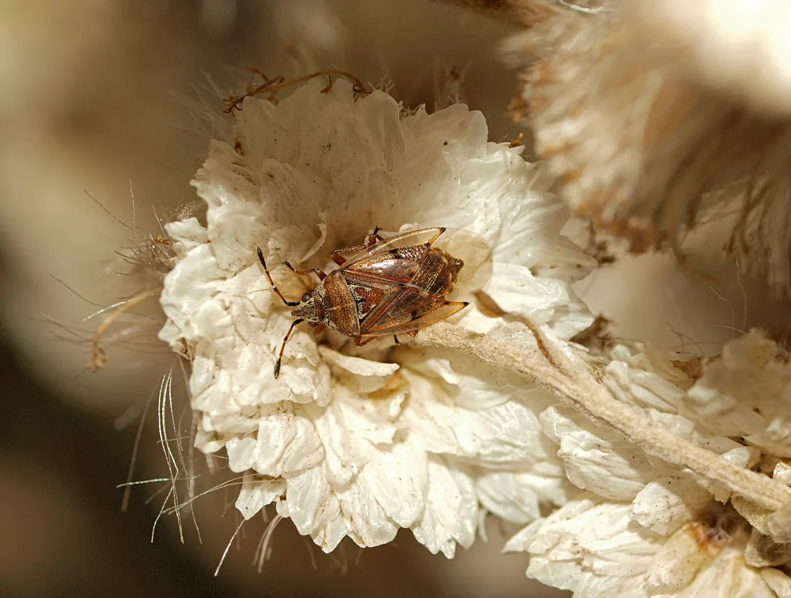 Annual Strawflower, Everlasting (Helichrysum Bracteatum) — commonly known as the Annual Strawflower or Everlasting; making them a resilient choice for various