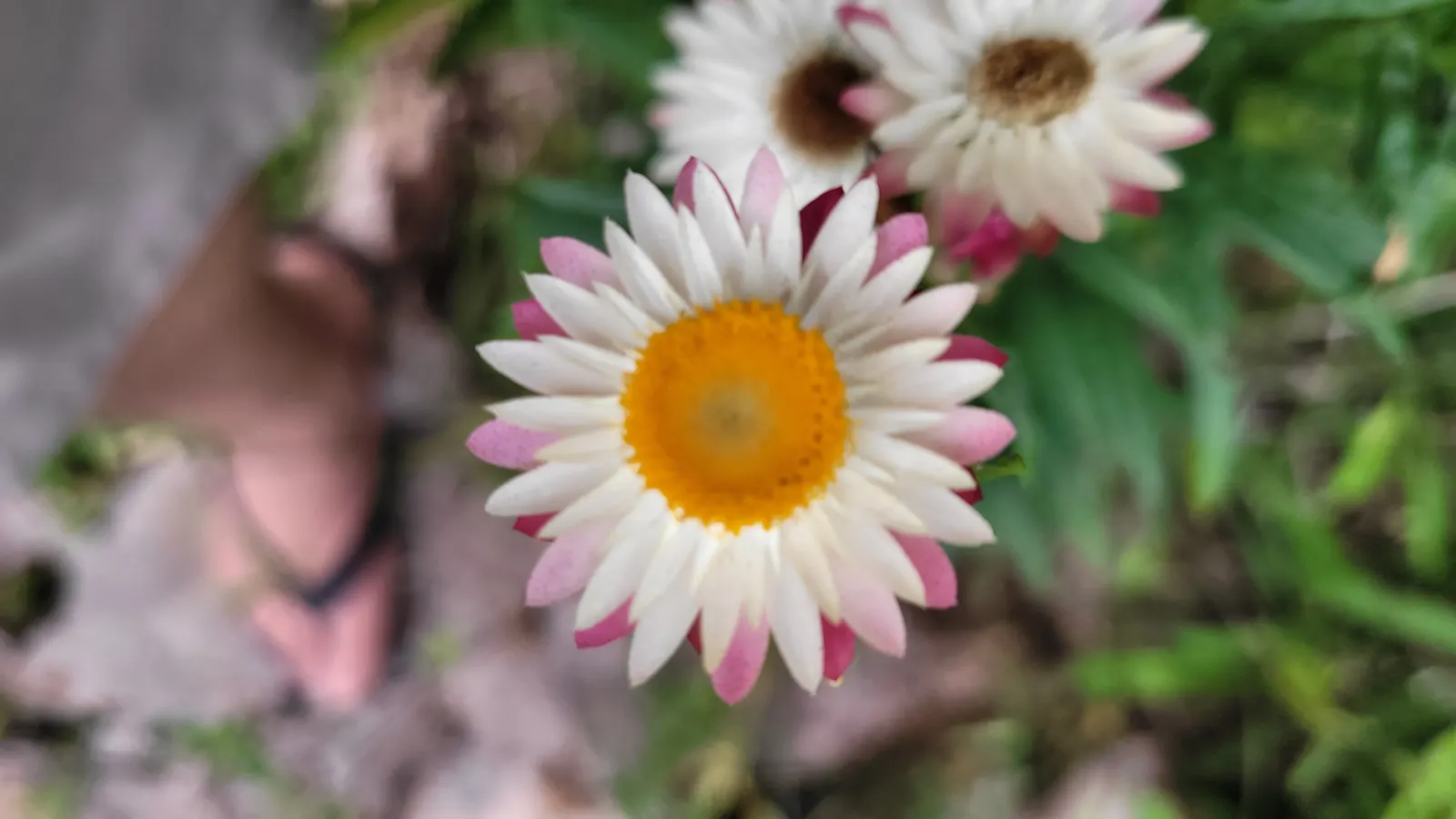 Annual Strawflower, Everlasting (Helichrysum Bracteatum) — ensuring a durable and flexible gardening investment; ideal for full sun, it thrives in, image 75