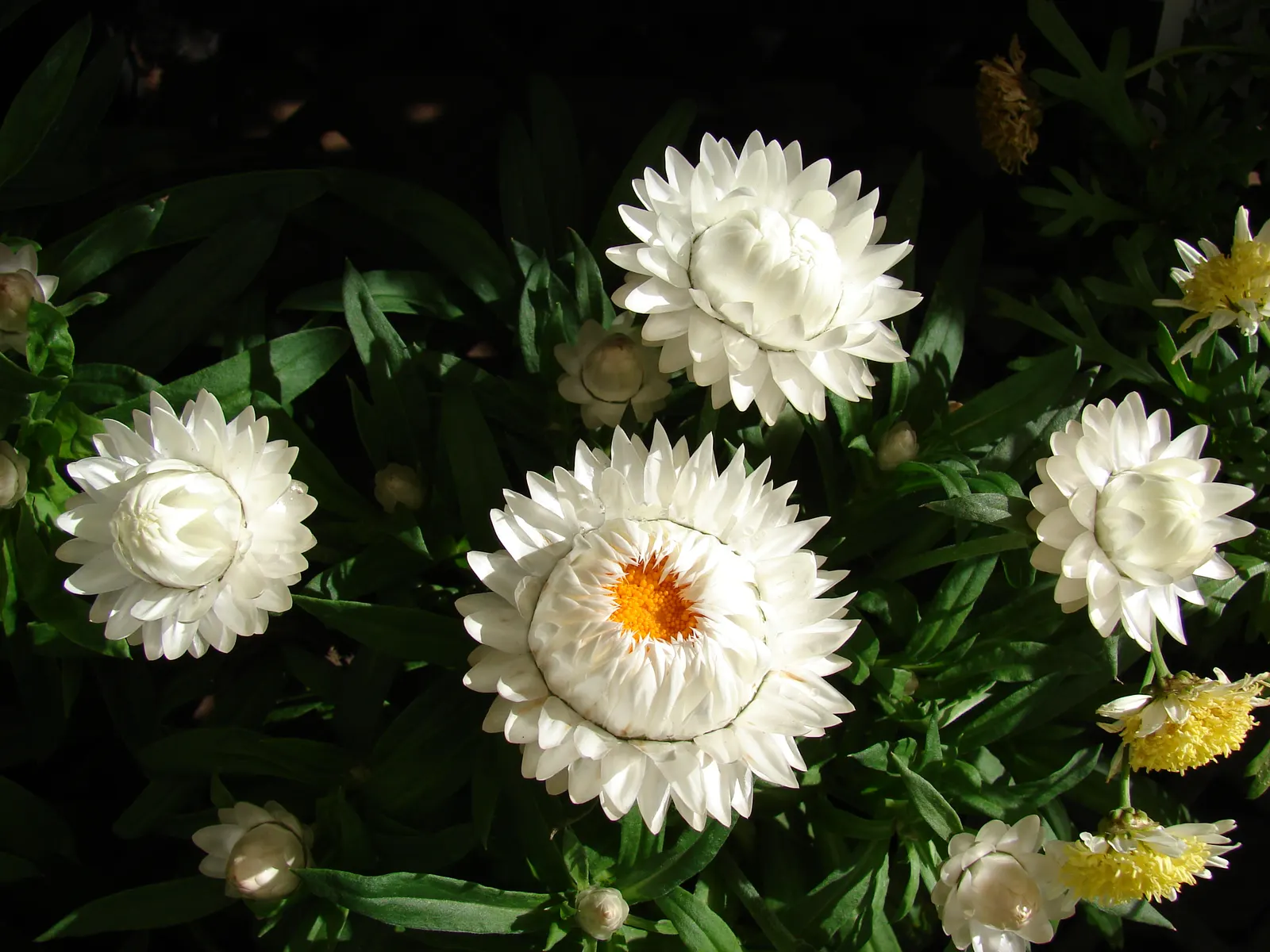 Annual Strawflower, Everlasting (Helichrysum Bracteatum) — is a vibrant and showy plant that adds a burst of color and texture to any garden scape