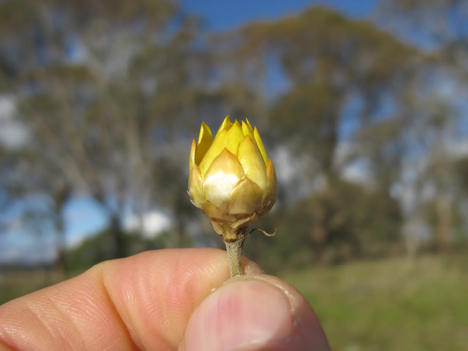Annual Strawflower, Everlasting (Helichrysum Bracteatum) — the Strawflower should be planted in zones 8 to 11; given their hardiness and low maintenance