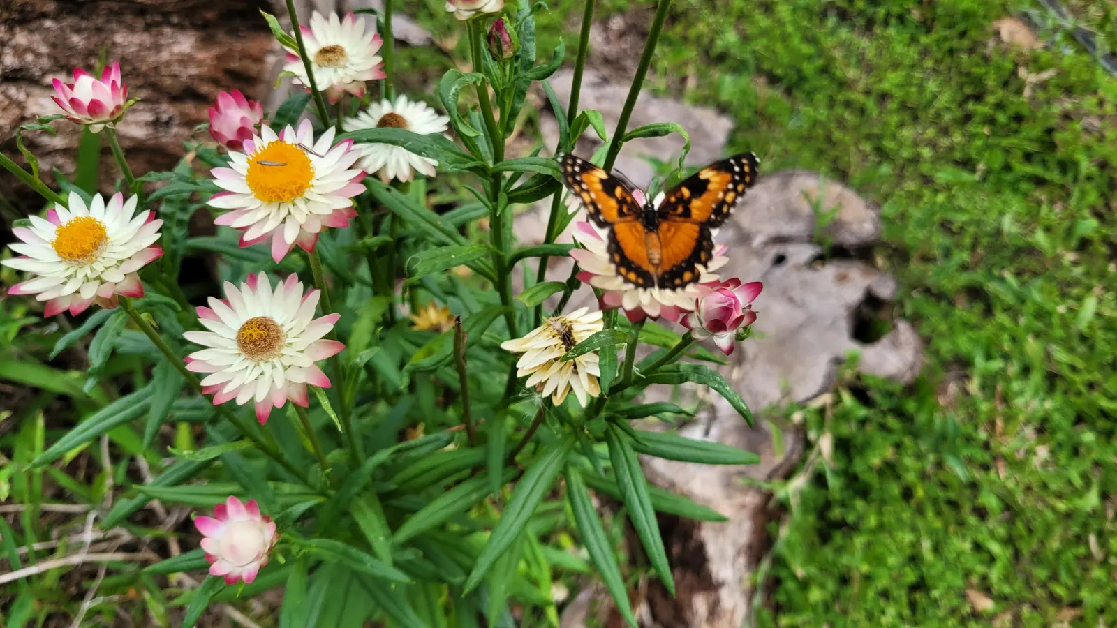 Annual Strawflower, Everlasting (Helichrysum Bracteatum) — commonly known as the Strawflower or Everlasting; make it superb for cut-flower, image 79