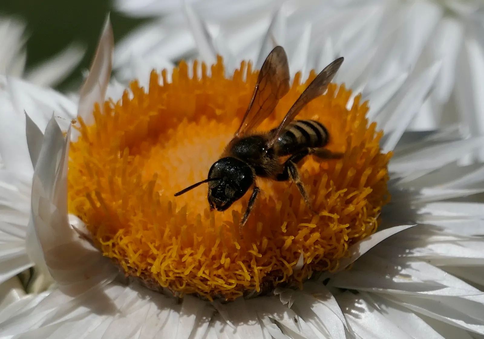 Annual Strawflower, Everlasting (Helichrysum Bracteatum) — Ideal for full sun, it thrives in well-drained soil, reaching heights of 2-3 feet, image 54