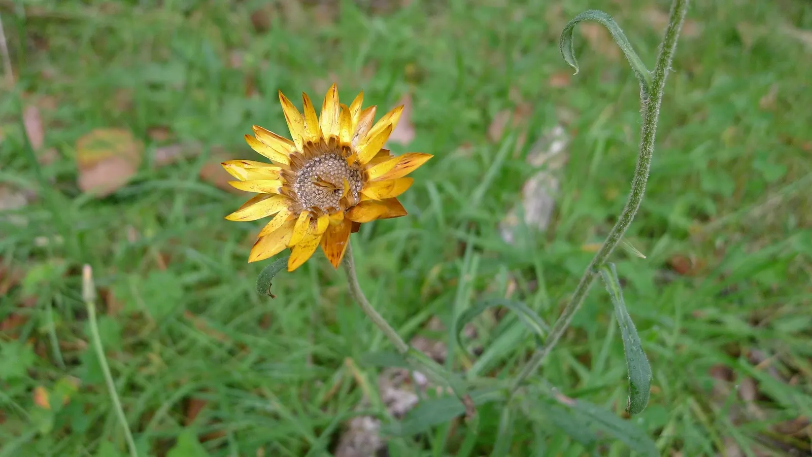 Annual Strawflower, Everlasting (Helichrysum Bracteatum) — making them a resilient choice for various landscape designs