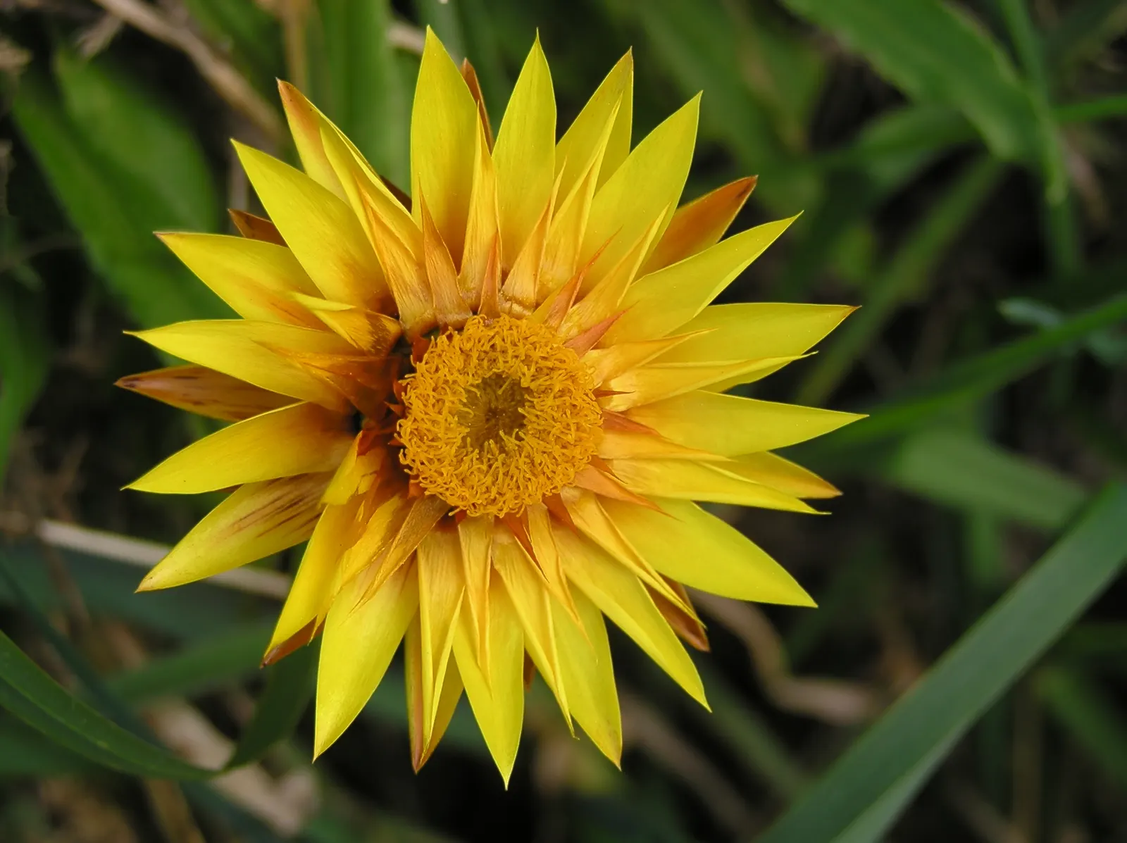 Annual Strawflower, Everlasting (Helichrysum Bracteatum) — making them a resilient choice for various landscape designs; the straw-like petals, image 65