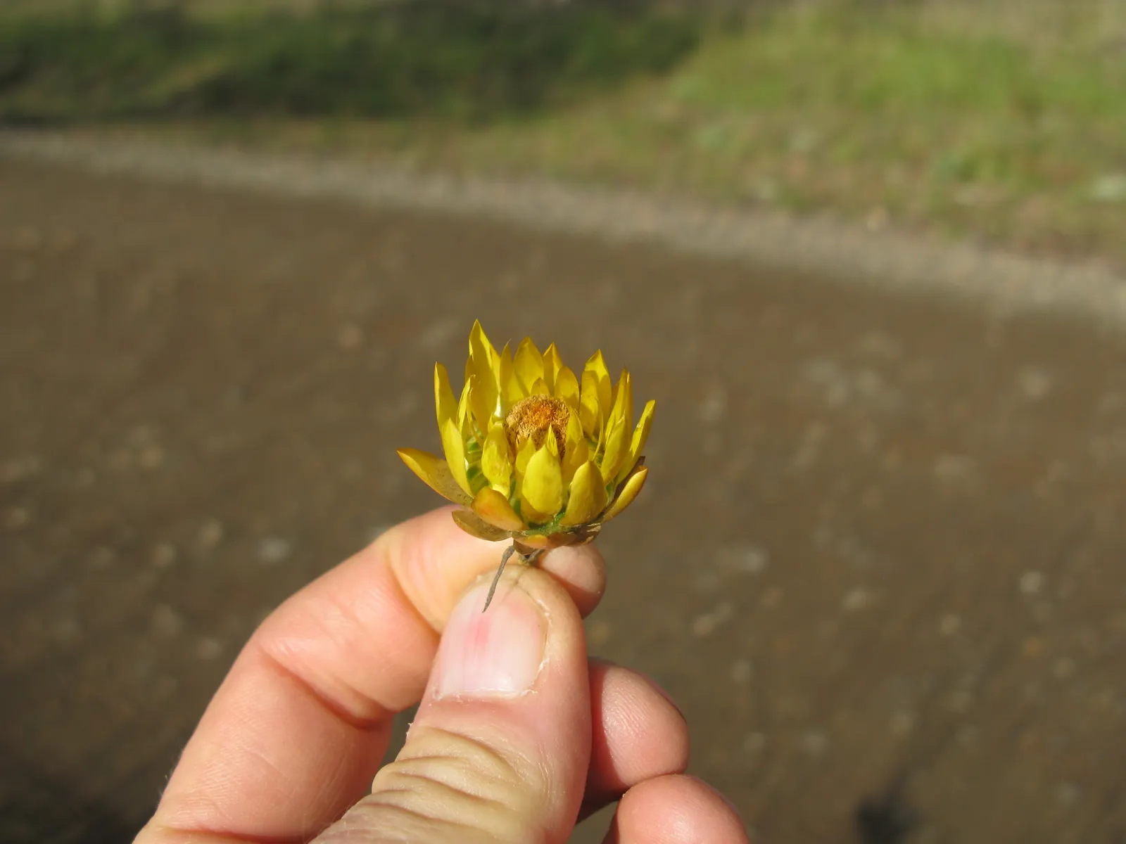 Annual Strawflower, Everlasting (Helichrysum Bracteatum) — be sure to accent the ease of use and the multi-faceted benefits of the Strawflower