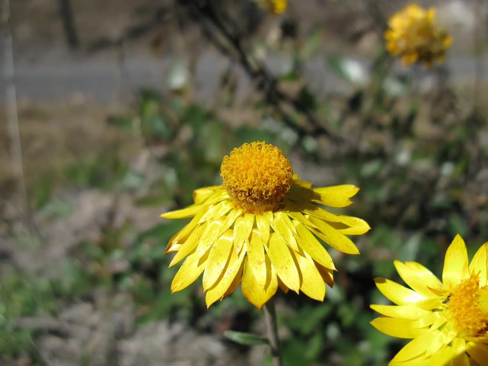 Annual Strawflower, Everlasting (Helichrysum Bracteatum) — providing a mid-level layer of visual interest within a bed or border; multi-colored and yellow