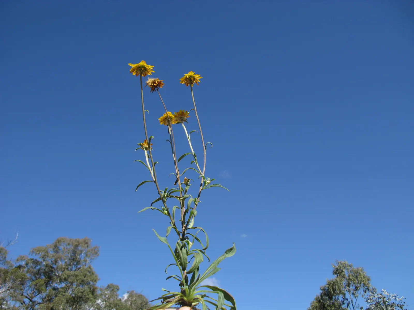 Annual Strawflower, Everlasting (Helichrysum Bracteatum) — These plants typically reach between 2 to 3 feet in height and spread about 1 foot