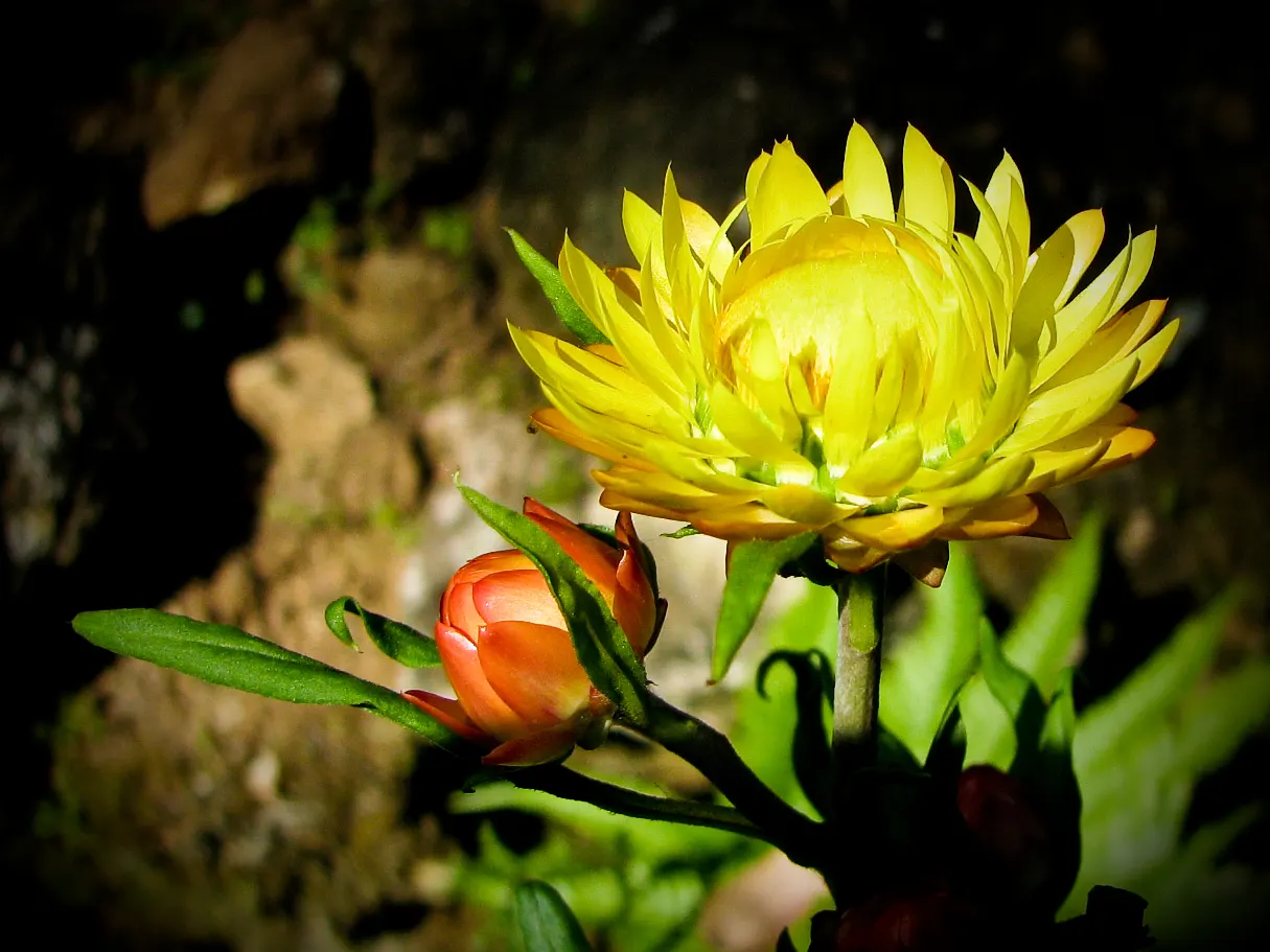 Annual Strawflower, Everlasting (Helichrysum Bracteatum) — Given their hardiness and low maintenance requirements; annual for full or half, image 97