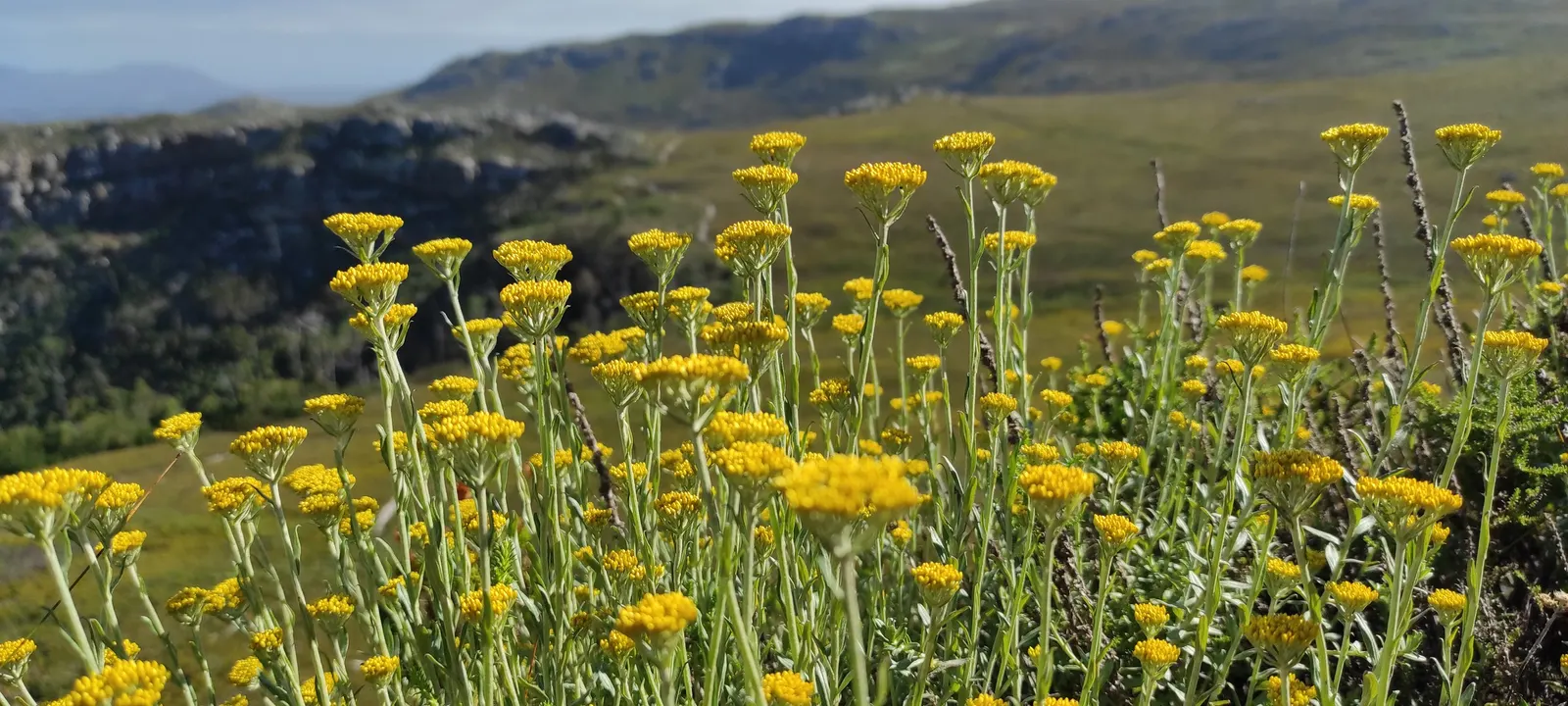 Annual Strawflower, Everlasting (Helichrysum Bracteatum) — from live garden vibrancy to everlasting dried arrangements; be sure to accent the ease of use and