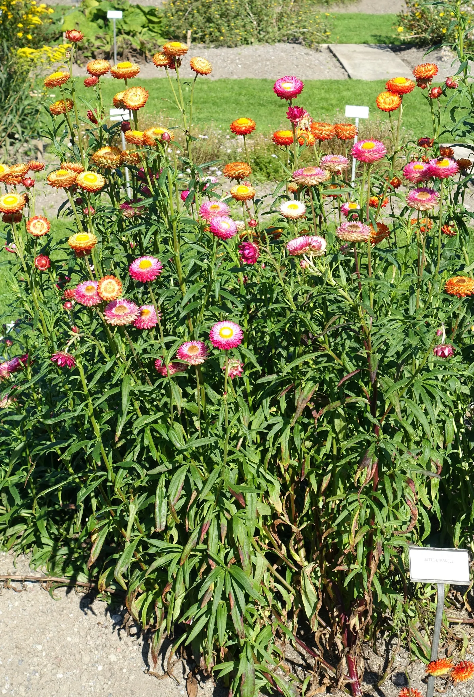 Annual Strawflower, Everlasting (Helichrysum Bracteatum) — offering a prolonged display of cheerfulness.<br><br>For optimal growth