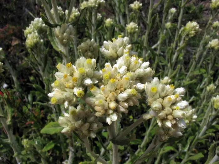 Annual Strawflower, Everlasting (Helichrysum Bracteatum) — providing a mid-level layer of visual interest within a bed or border; multi-colored and, image 93
