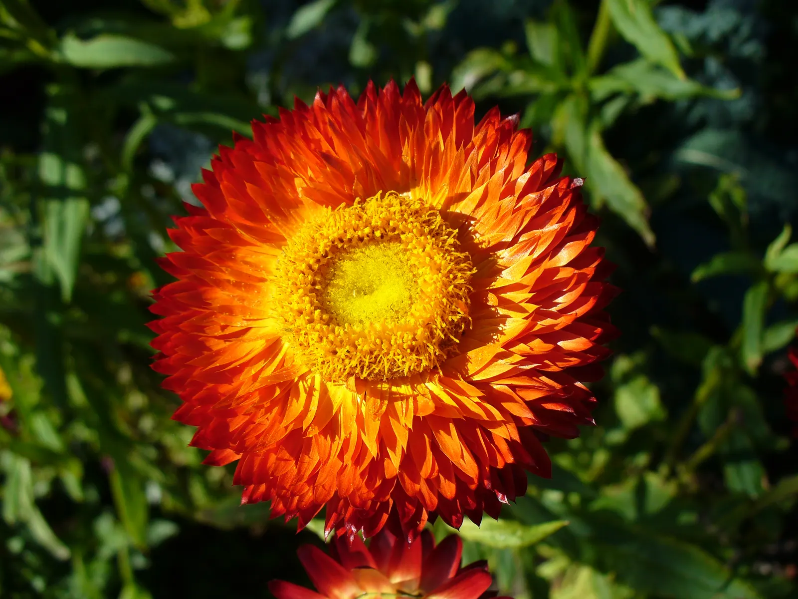 Annual Strawflower, Everlasting (Helichrysum Bracteatum) — daisy-like blooms that come in an array of hues such as yellow