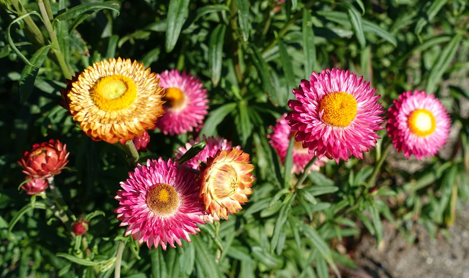 Annual Strawflower, Everlasting (Helichrysum Bracteatum) — daisy-like blooms that come in an array of hues such as yellow; this annual is, image 87