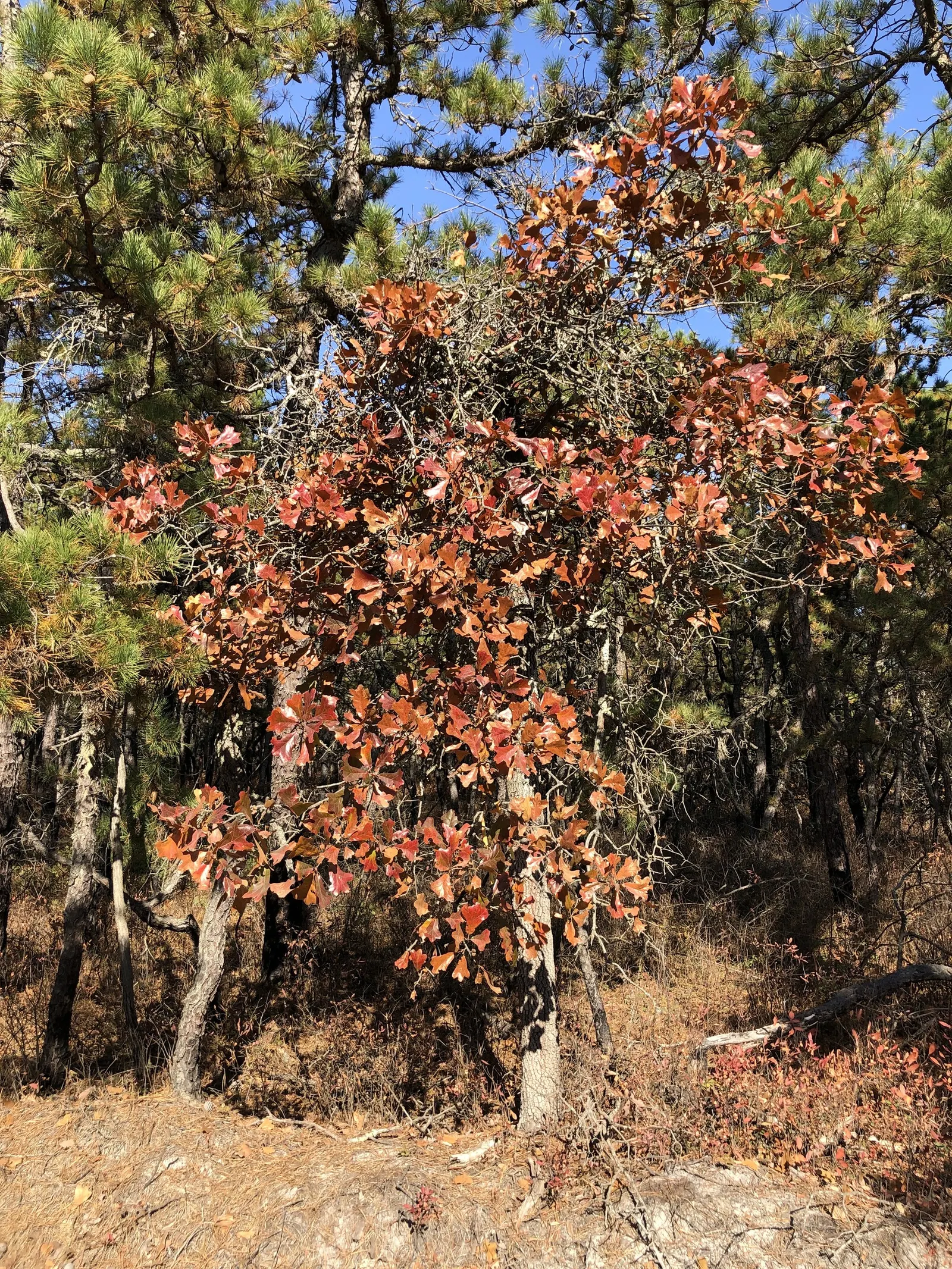 Blackjack Oak (Quercus Marilandica) — white flowers in the garden